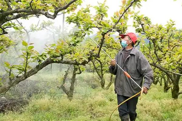 烯效唑的使用注意事项,应放在阴冷干燥的地方储存