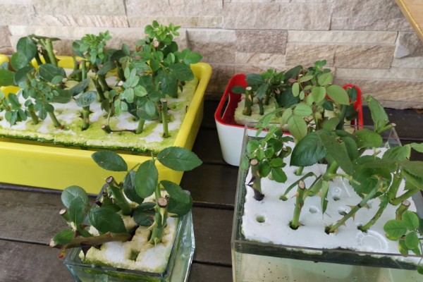 如何扦插月季，可水培扦插也可土培扦插