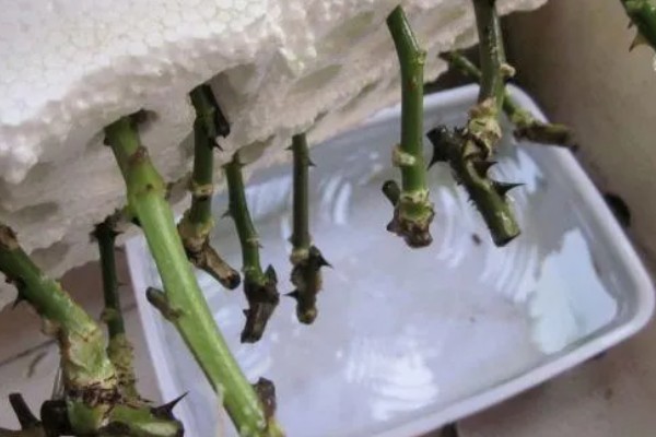 如何扦插月季，可水培扦插也可土培扦插