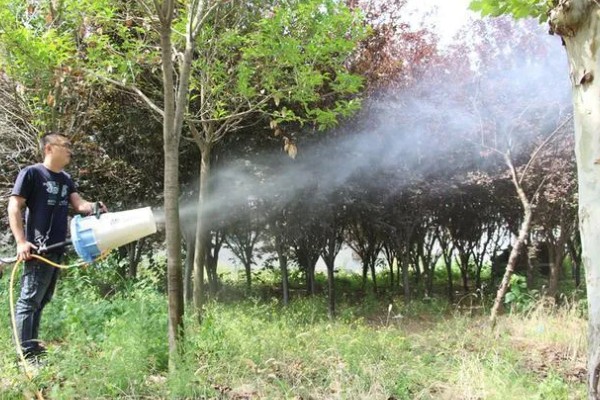 樱花冬天能否养在室外，气温低于-15℃时要为它保温