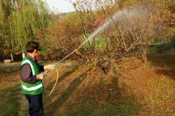 樱花冬天能否养在室外，气温低于-15℃时要为它保温