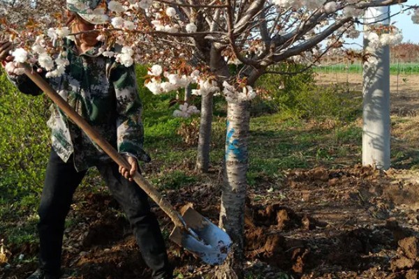 樱花冬天能否养在室外，气温低于-15℃时要为它保温
