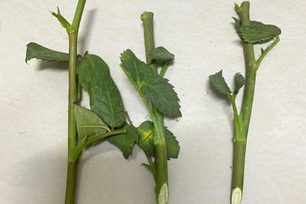 如何扦插月季，可水培扦插也可土培扦插