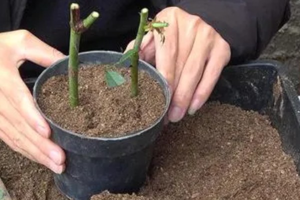 如何扦插月季，可水培扦插也可土培扦插