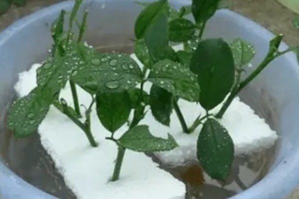 如何扦插月季，可水培扦插也可土培扦插