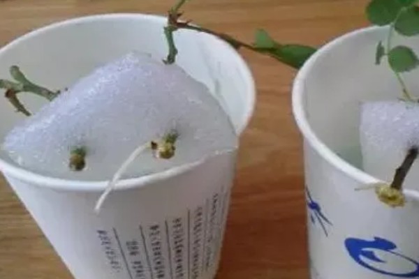 如何扦插月季，可水培扦插也可土培扦插