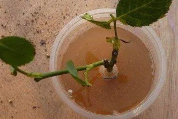 如何扦插月季，可水培扦插也可土培扦插