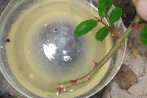 如何扦插月季，可水培扦插也可土培扦插