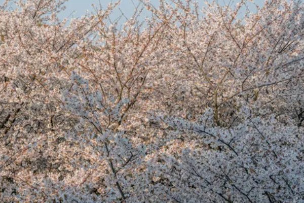 樱花冬天能否养在室外，气温低于-15℃时要为它保温