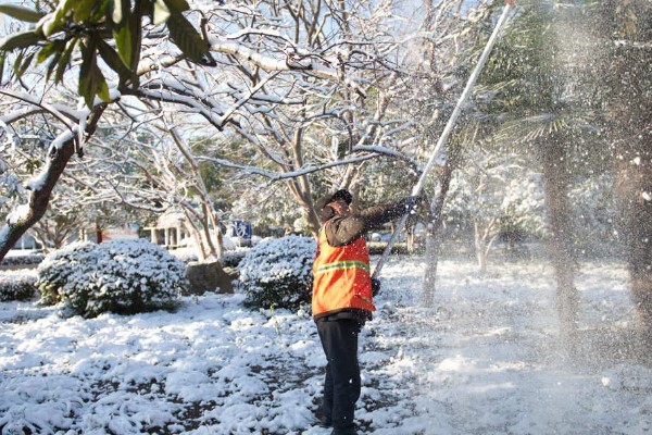 樱花冬天能否养在室外，气温低于-15℃时要为它保温