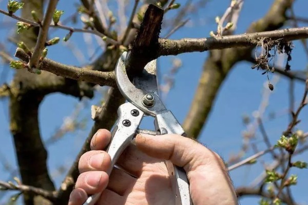 樱花冬天能否养在室外，气温低于-15℃时要为它保温