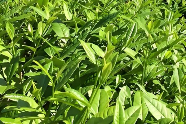 红茶如何冲泡，水温宜维持在90-100℃