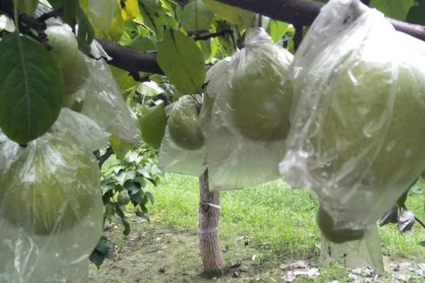 鸭梨的套袋原则，套袋工作应在坐果完成期进行