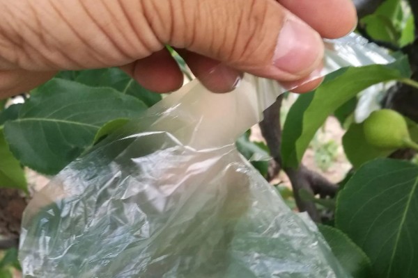 鸭梨的套袋原则，套袋工作应在坐果完成期进行