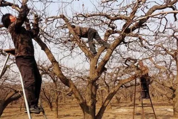 鸭梨的套袋原则，套袋工作应在坐果完成期进行