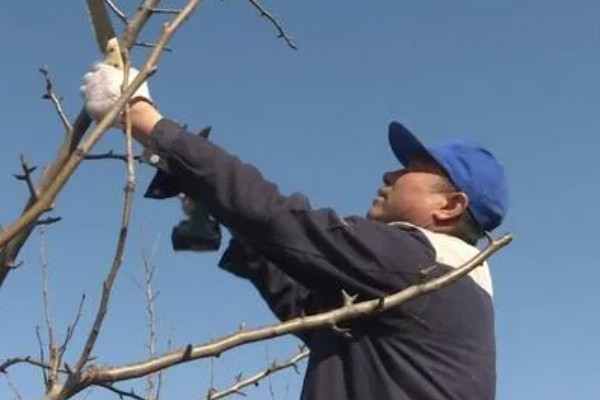 鸭梨的套袋原则，套袋工作应在坐果完成期进行