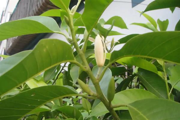 黄角兰叶子发焦脱落怎么办，缺少水分时每天浇一次水