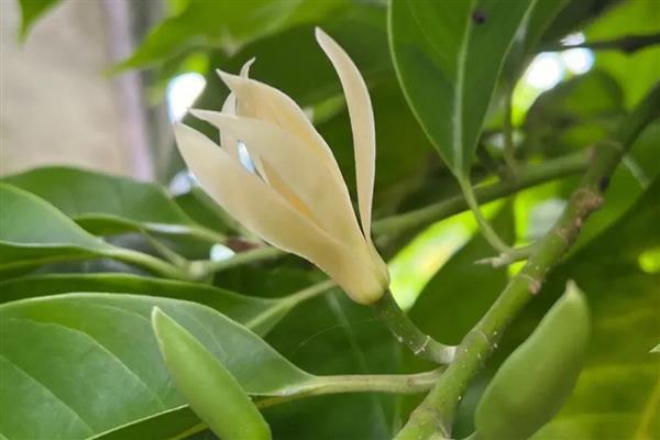 黄角兰叶子发焦脱落怎么办，缺少水分时每天浇一次水