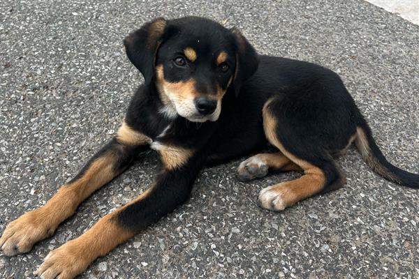 狗狗鼻子热是发烧吗，也可能是环境温度高等原因引起