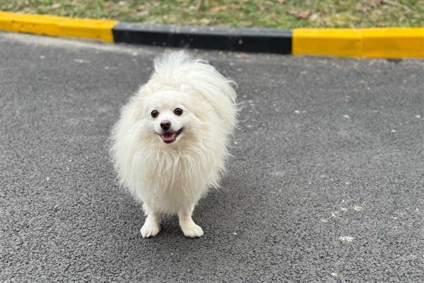 狗狗鼻子热是发烧吗，也可能是环境温度高等原因引起