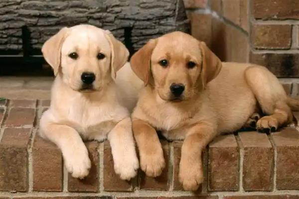 狗狗鼻子热是发烧吗，也可能是环境温度高等原因引起