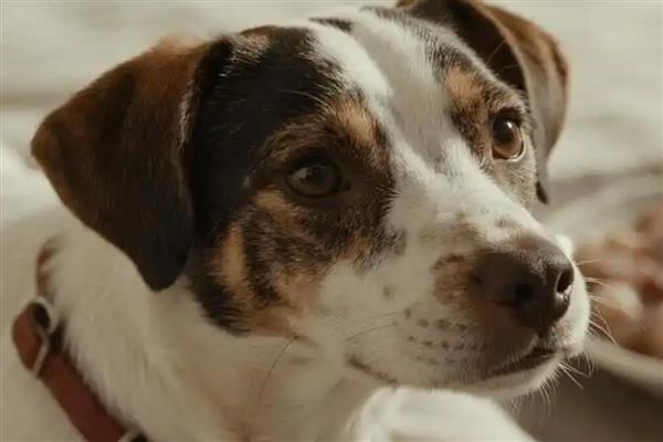 狗狗鼻子热是发烧吗，也可能是环境温度高等原因引起