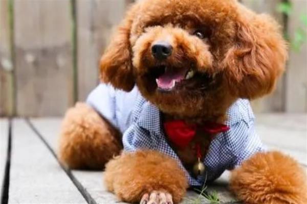 狗狗鼻子热是发烧吗，也可能是环境温度高等原因引起