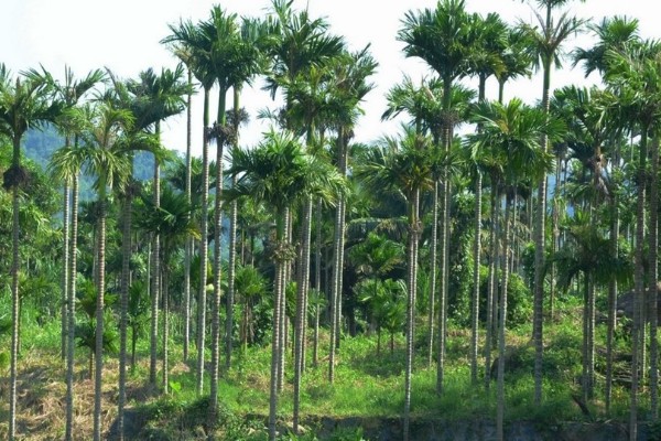 槟榔的产地分布在哪里，以东南亚、亚洲热带地区等地方为主