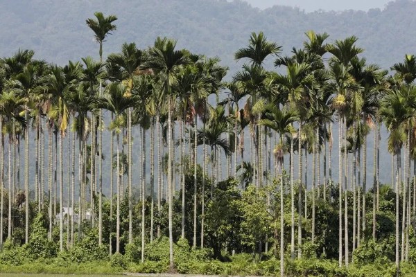 槟榔的产地分布在哪里，以东南亚、亚洲热带地区等地方为主