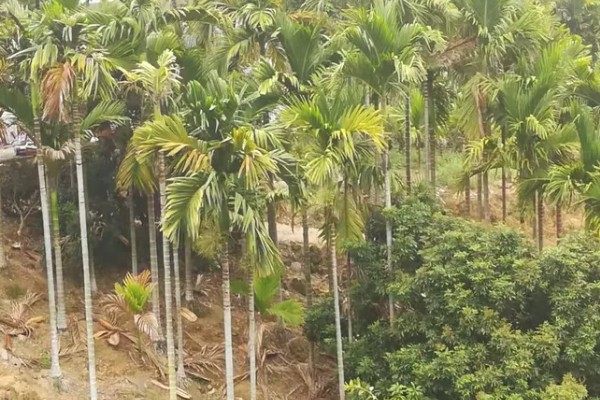 槟榔的产地分布在哪里，以东南亚、亚洲热带地区等地方为主