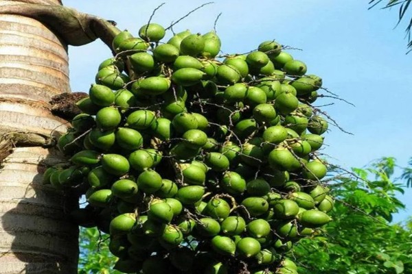 槟榔的产地分布在哪里，以东南亚、亚洲热带地区等地方为主