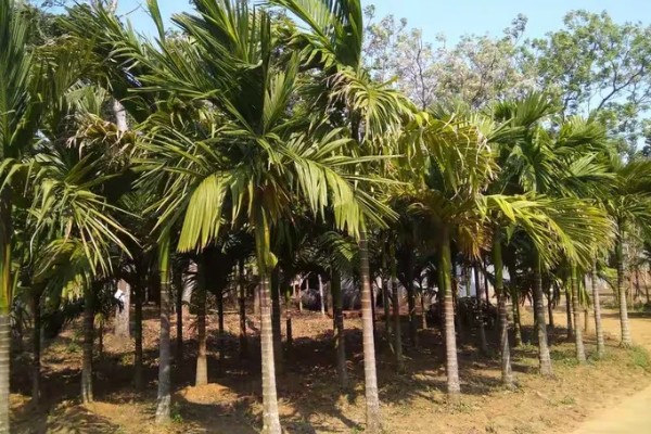 槟榔的产地分布在哪里，以东南亚、亚洲热带地区等地方为主