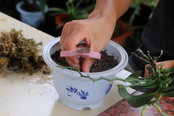 蝴蝶兰烂根如何处理,剪除腐烂的根系并消毒