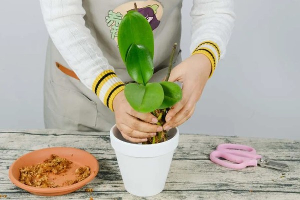 蝴蝶兰烂根如何处理,剪除腐烂的根系并消毒