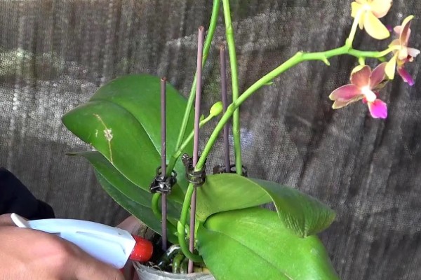 蝴蝶兰烂根如何处理,剪除腐烂的根系并消毒