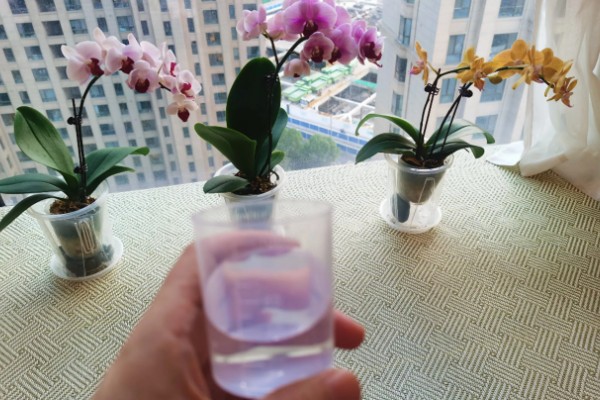 蝴蝶兰烂根如何处理,剪除腐烂的根系并消毒