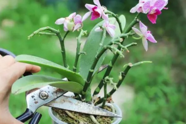 蝴蝶兰烂根如何处理,剪除腐烂的根系并消毒