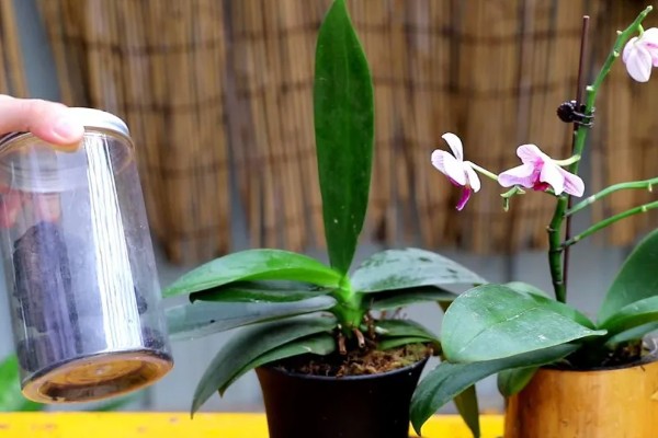 蝴蝶兰烂根如何处理,剪除腐烂的根系并消毒