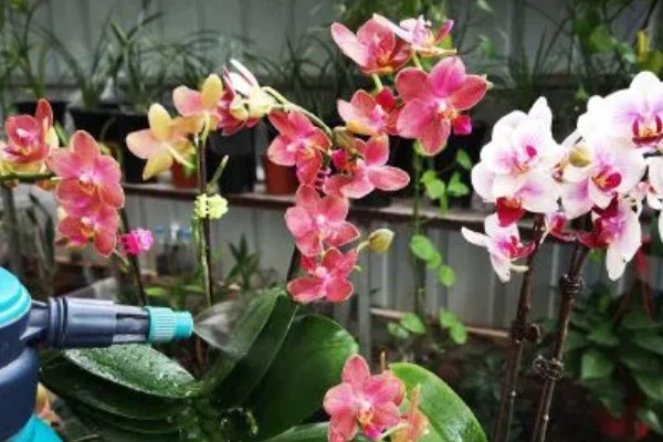 蝴蝶兰烂根如何处理,剪除腐烂的根系并消毒