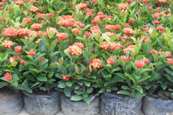 龙船花的作用,可供观赏还能药用