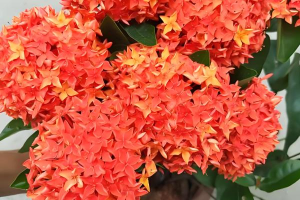 龙船花的作用,可供观赏还能药用