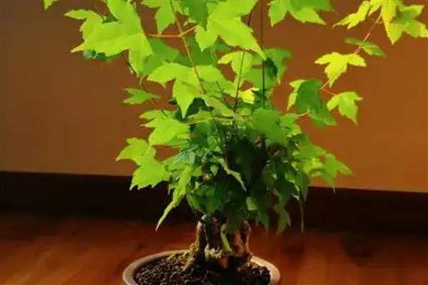 三角枫盆景的养殖方法，需要每隔一周浇一次水