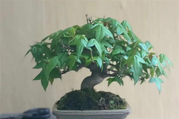 三角枫盆景的养殖方法，需要每隔一周浇一次水