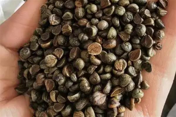 三角枫盆景的养殖方法，需要每隔一周浇一次水