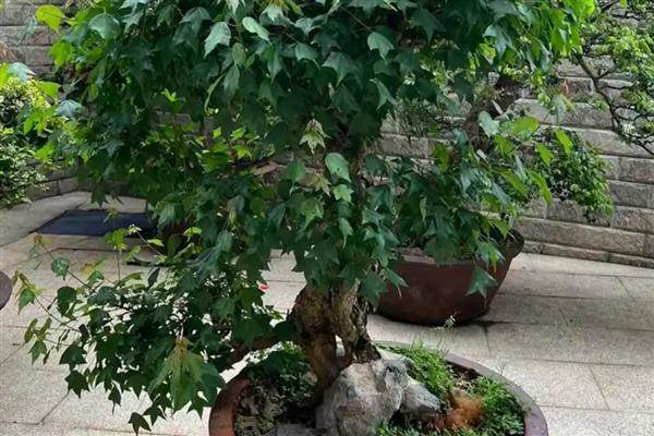 三角枫盆景的养殖方法，需要每隔一周浇一次水