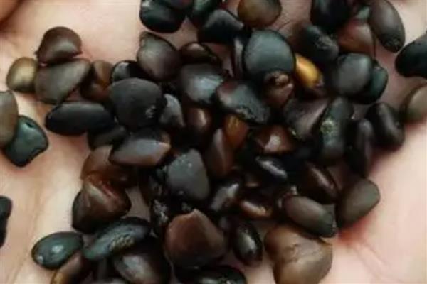 三角枫盆景的养殖方法，需要每隔一周浇一次水