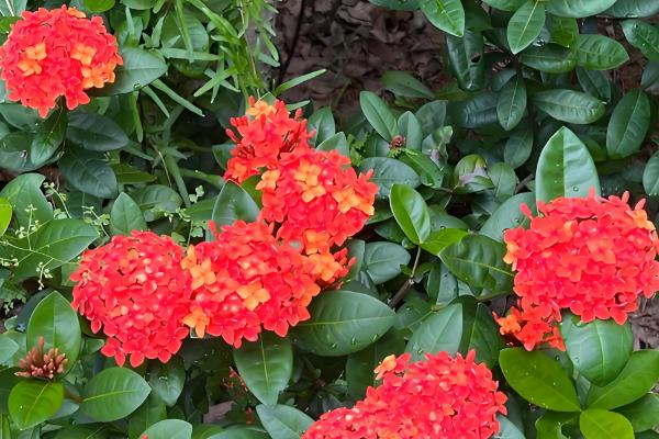 龙船花的作用,可供观赏还能药用