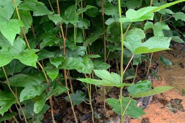 三角枫盆景的养殖方法，需要每隔一周浇一次水