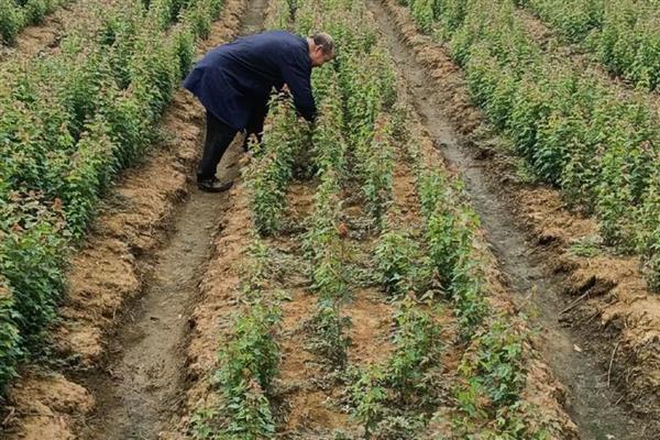 三角枫盆景的养殖方法，需要每隔一周浇一次水