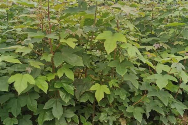 三角枫盆景的养殖方法，需要每隔一周浇一次水